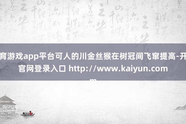 体育游戏app平台可人的川金丝猴在树冠间飞窜提高-开云官网登录入口 http://www.kaiyun.com